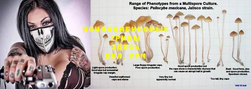 Галлюциногенные грибы Psilocybe  hydra как войти  Камбарка 